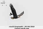 Look at the little guy mimic the eagle's flight - Click for full-size image!