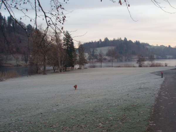 Rotsee - Winter