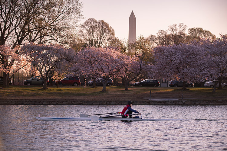 Potomac Cherry Blossoms
