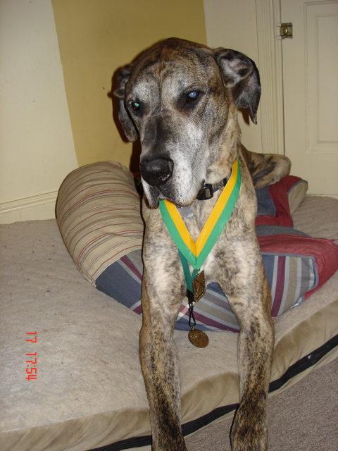 Medalist in the D (for dog) class
