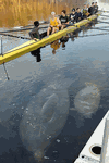 February 8, 2018 - Manatee Training Partners, submitted by Beth Lamon - Click for full-size image!