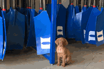 March 15, 2019 - Boathouse Puppy, submitted by Megan Cooke Carcagno - Click for full-size image!