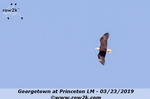 Eagle flying - Click for full-size image!