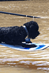 April 4, 2013 - Dog on Oar, submitted by Kathryn Hagglund - Click for full-size image!