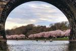 April 14, 2019 - Schuylkill Cherry Blossoms, submitted by normoylee - Click for full-size image!