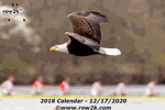 July - bald eagle patrolling over Carnegie Lake - Click for full-size image!