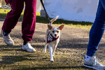 Regatta dogs on land - Click for full-size image!