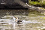 Regatta dogs in the water - Click for full-size image!