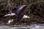 row2k Geographic eagle spotting on the Carnegie - Click for full-size image!