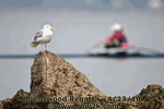 Seagull spectator at Brentwood Regatta - Click for full-size image!