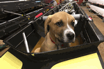 April 27, 2017 - Bow Wow Loader, submitted by Gevvie Stone - Click for full-size image!