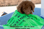 Volunteer puppy at 2016 Youth Nationals - Click for full-size image!