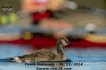 Duck looking for proper alignment - Click for full-size image!
