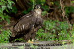 Juvenile eagle - Click for full-size image!