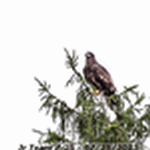 Junior bald eagle on one tree - Click for full-size image!