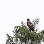 Another junior bald eagle on adjacent tree - Click for full-size image!