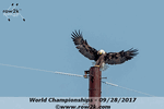 Eagle patrolling the skies over Benderson - Click for full-size image!