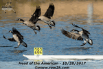 Goose misadventure - Click for full-size image!