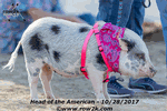 Who doesn't bring their pig to a regatta? - Click for full-size image!