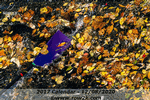 November - oar passing though leaves at the Head of the Schuylkill - Click for full-size image!