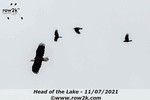 Eagle spotted overhead - Click for full-size image!