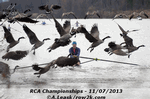 Goose party - Click for full-size image!