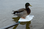 Oar Duck submitted by Susan Watkins - Click for full-size image!