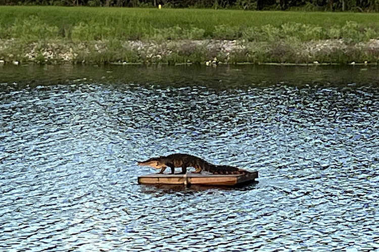 Stake Boat Gator